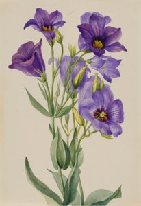 Eustoma russelianum de Mary Vaux Walcott