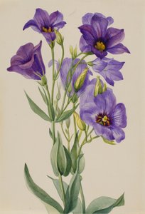 Eustoma russelianum, ca. início da década de 1930. de Mary Vaux Walcott