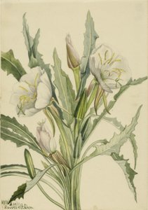 Prímula da noite (Pachyoplus hirsutus) de Mary Vaux Walcott
