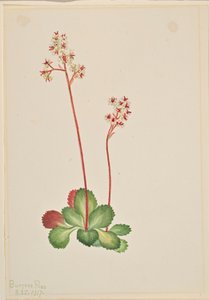 Saxifrage perene (Leptarrhena pyrolifolia) de Mary Vaux Walcott