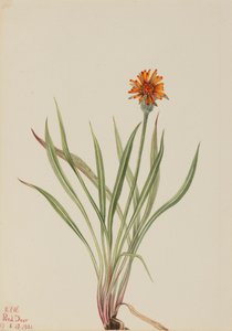 Falso Dente-de-leão Agoseris aurantiaca, 1921. de Mary Vaux Walcott