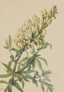 Falso índigo Baptista bructeata, 1932. de Mary Vaux Walcott