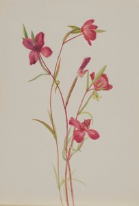 Adeus à primavera (Godetia amoena lilja) de Mary Vaux Walcott