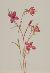 Adeus à Primavera Godetia amoena lilja, ca. 1930s. de Mary Vaux Walcott