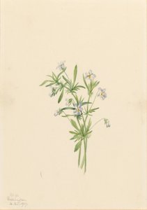 Violeta do campo (Viola rafinesquii) de Mary Vaux Walcott