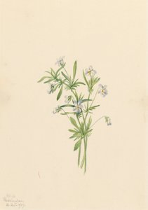Campo Violet Viola rafinesquii, 1919. de Mary Vaux Walcott