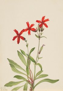 Fire Pink Silene virginica, 1932. de Mary Vaux Walcott