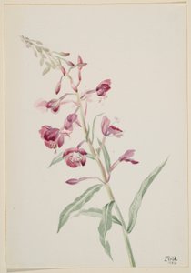 Erva-de-fogo (Epilobium angustifolium) de Mary Vaux Walcott