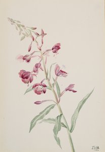 Fireweed Epilobium angustifolium, 1902. de Mary Vaux Walcott