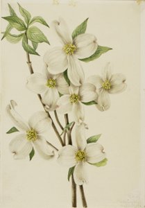 Cornus florida (Cornus florida) de Mary Vaux Walcott