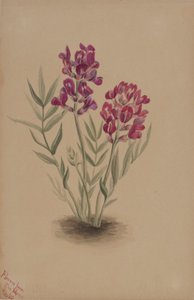 Flores da Mesa de Mary Vaux Walcott