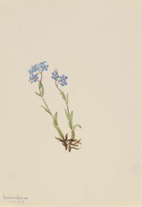 Não-me-esqueças (Myosotis alpestris) de Mary Vaux Walcott