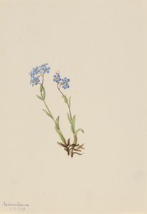 Esqueça-Me-Não Myosotis alpestris, 1907. de Mary Vaux Walcott