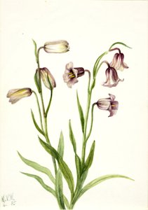 Fritilária (Fritillaria biflora) de Mary Vaux Walcott