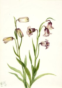 Fritillaria Fritillaria biflora, 1935. de Mary Vaux Walcott
