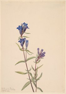 Genciana (Gentiana affinis) de Mary Vaux Walcott