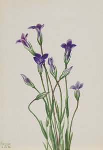 Genciana Gentiana holopetala, 1936. de Mary Vaux Walcott