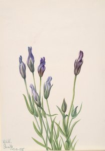 Gentian Gentiana macounii, 1935. de Mary Vaux Walcott