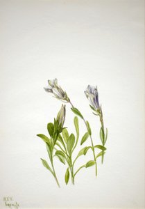 Gentian Gentiana Newberri, 1938. de Mary Vaux Walcott