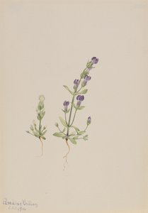 Gentiana propingua, 1916. de Mary Vaux Walcott