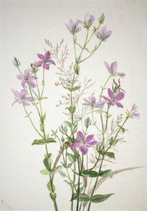 Gentianacease sabbalia angularis, 1880. de Mary Vaux Walcott