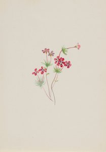 Gilia linanthus parviflorus, ca. 1900-1930. de Mary Vaux Walcott