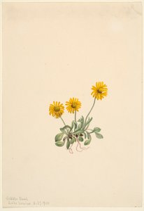 Erva-doce dourada (Erigeron aureus) de Mary Vaux Walcott
