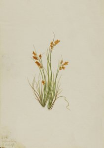 Golden Sedge Carex aurea, 1921. de Mary Vaux Walcott