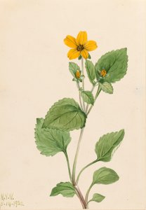 Golden Star Chrysogonum virginianum, 1922. de Mary Vaux Walcott