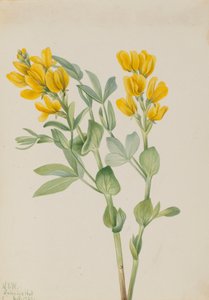 Goldenpea Thermopsis rhombifolia, 1923. de Mary Vaux Walcott