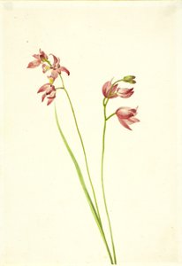 Orquídea rosa-das-gramíneas (Limodorum tuberosum) de Mary Vaux Walcott