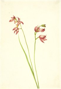 Limodorum tuberosum orquídeo-rosa grama, n.d.