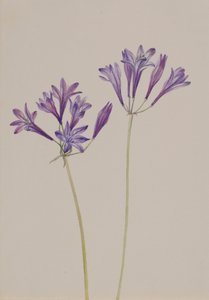 Grass Nut Brodiaea laxa, 1933. de Mary Vaux Walcott
