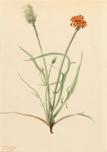 Grassleaf Agoseris Agoseris graminifolia, 1905 de Mary Vaux Walcott