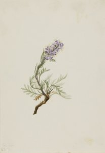 Phacelia cinzenta (Phacelia sericea) de Mary Vaux Walcott