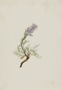 Gray Phacelia Phacelia sericea Gray, 1911 de Mary Vaux Walcott