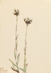 Gray Pussytoes Antennaria howellii, 1921. de Mary Vaux Walcott
