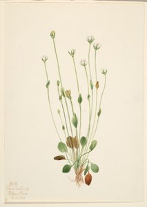 Erva-cidreira-cinzenta (Senecio canus)