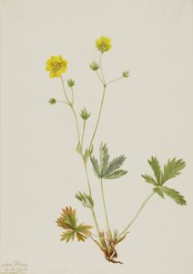 Grayleaf Fivefinger Potentilla glaucophylla, 1905. de Mary Vaux Walcott