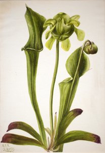 Green Pitcherplant Sarracenia orephila, 1933. de Mary Vaux Walcott
