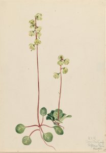 Pirola verde (Pyrola chlorantha) de Mary Vaux Walcott