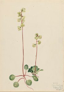 Pyrola Pyrola chlorantha verde, 1920. de Mary Vaux Walcott