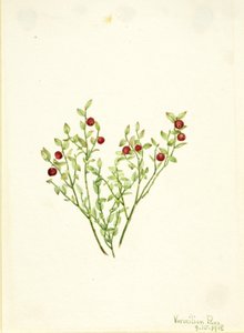 Bagaço de uva-do-monte (Vaccinium scoparium) de Mary Vaux Walcott