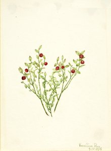Grouse Whortleberry Vaccinium scoparium, 1918. de Mary Vaux Walcott
