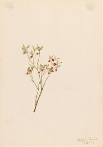 Grouse Whortleberry Vaccinum scoparium, 1916. de Mary Vaux Walcott