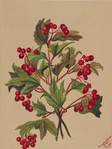 Grouseberry Viburnum americanum, 1880. de Mary Vaux Walcott