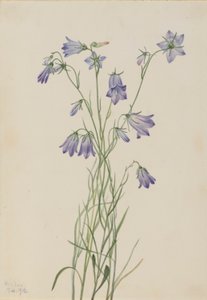 Campainha (Campanula rotundifolia) de Mary Vaux Walcott
