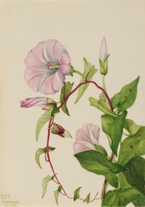 Hedge Bindweed Calystegia Convolvulus sepium, 1932. de Mary Vaux Walcott