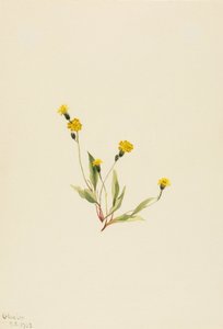 Heieracium gracile, 1903. de Mary Vaux Walcott