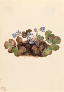 Hepatica Hepatica americana, 1917. de Mary Vaux Walcott